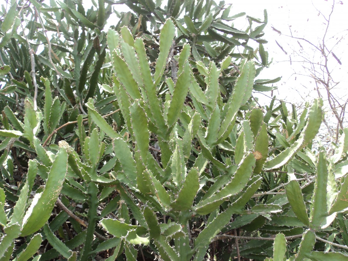 Euphorbia antiquorum L.